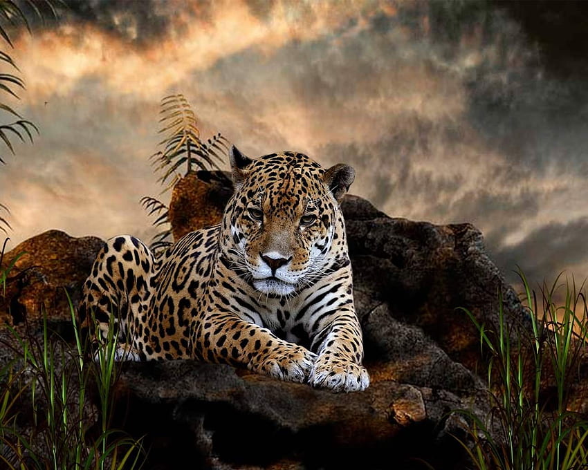 เสือดาวที่สวยงาม แมว แมว ภูเขา ป่า วอลล์เปเปอร์ HD