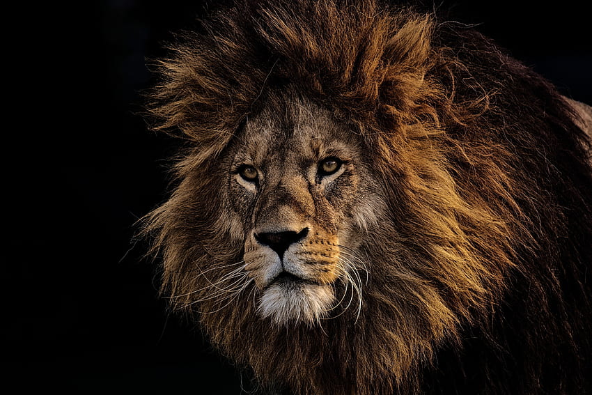 Roi puissant, Lion, fourrure, museau Fond d'écran HD