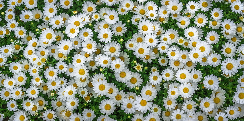 Flowers, Camomile, Flower Bed, Flowerbed, Field HD wallpaper