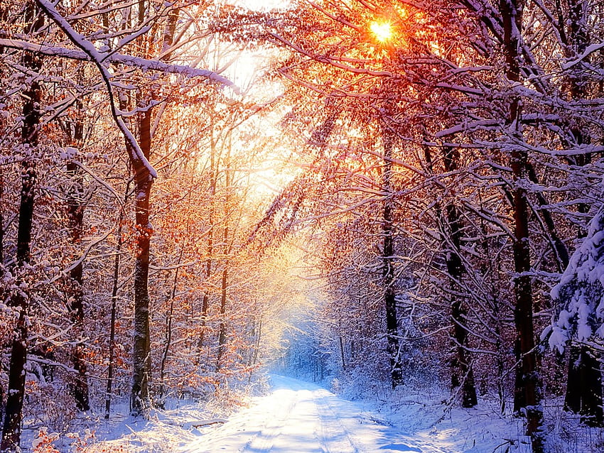 Deep silence, winter, forest, tree, sunset HD wallpaper