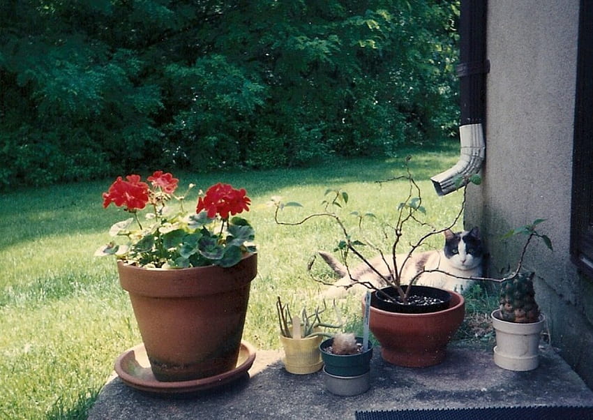 Hiding, cats, backyards, plants HD wallpaper
