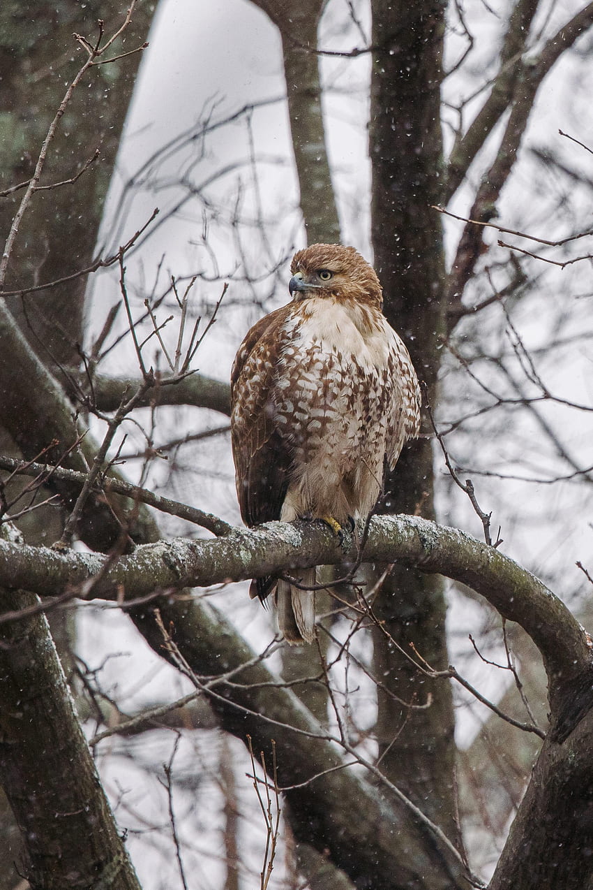 Animals, Bird, Brown, Branch, Hawk, Red-Tailed Hawk HD phone wallpaper ...