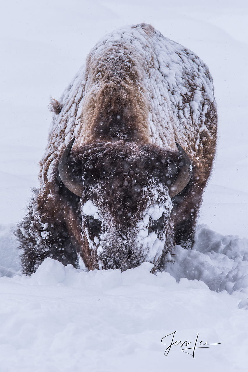 Buffalo . Bison graphy Prints., Winter Bison HD phone wallpaper