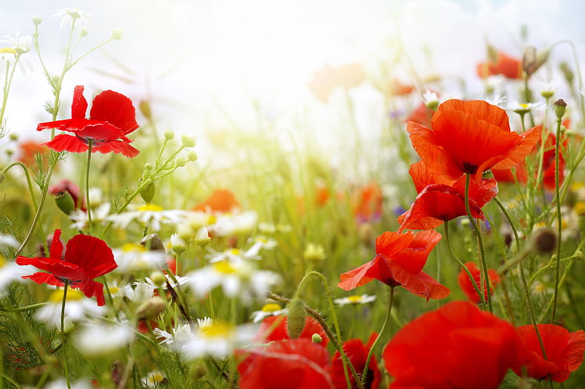*** Fleurs sur prairie ***, couleur, coquelicot, fleur, rouge, prairie, nature, fleurs Fond d'écran HD