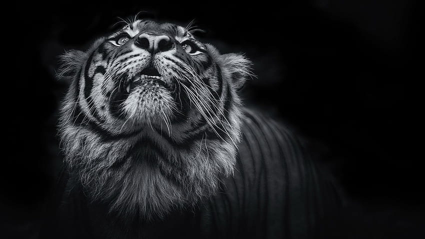 Tiger, Dark, Black, , , Animals HD wallpaper | Pxfuel
