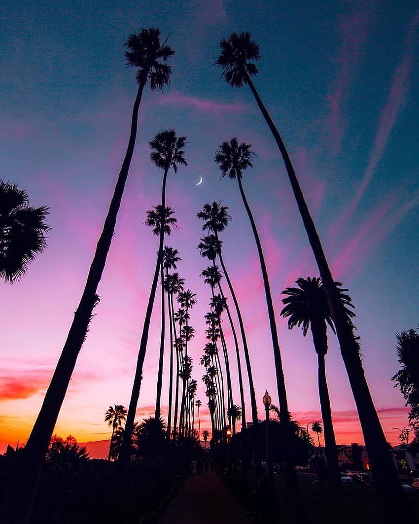 nam en Palmera. Palmeras de California, Cotizaciones de palmeras, Gráfico de Los Ángeles, California, Puesta de sol de palmeras de California fondo de pantalla del teléfono