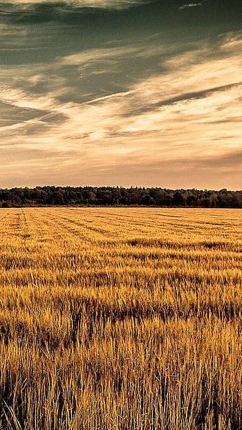 HD wallpaper Cornfield corn plants wallpaper Nature Sun and Sky sunset   Wallpaper Flare