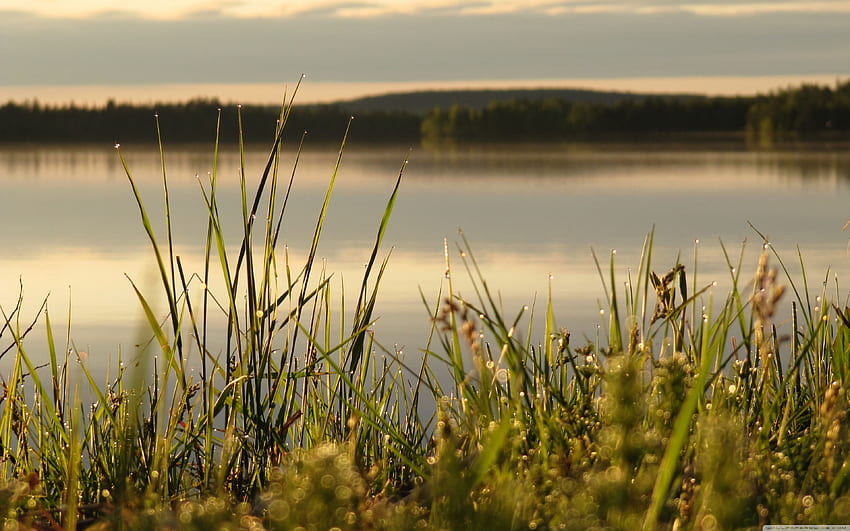 Midsummer in Lapland ❤ for Ultra, Midsommar HD wallpaper