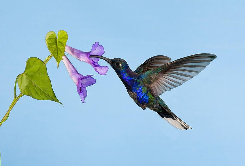 A jewel of the sky, blue, nectar, grey, bird, irradescent, sabrewing, costa rica, flower, green, hummingbird HD wallpaper