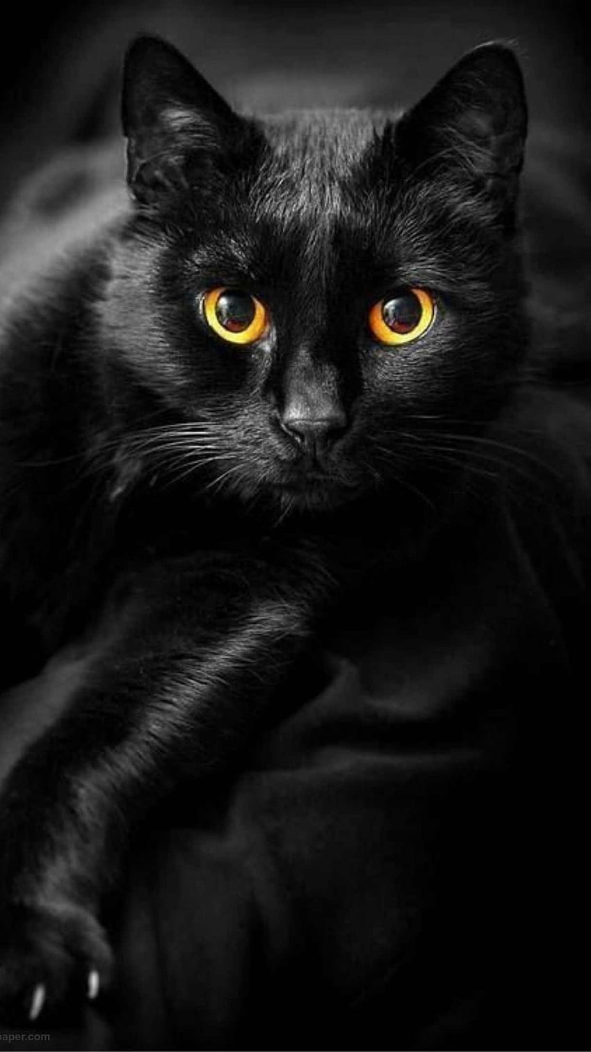Cor preta, gato preto, gato preto, gato preto olho dourado Papel de parede de celular HD