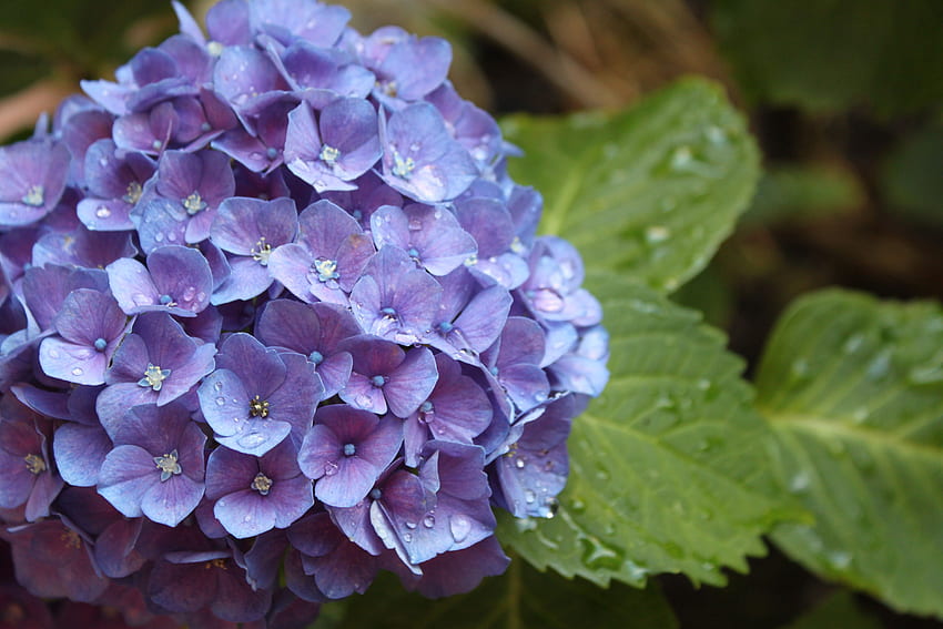 Purple hydrangeas, Hydrangea, Flower, Drops HD wallpaper