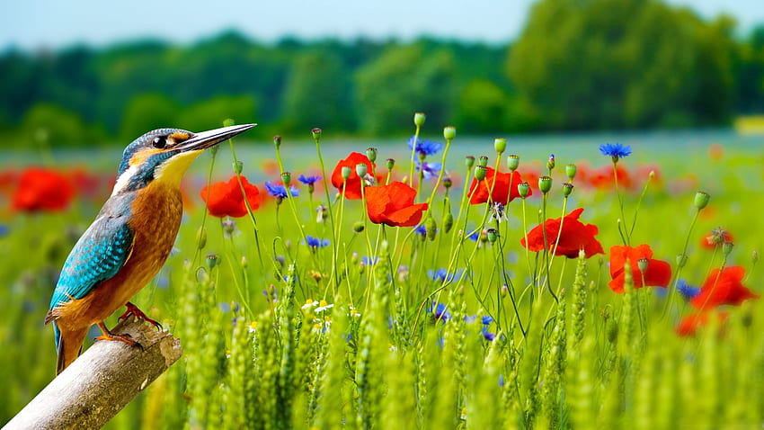 Orange und blauer Eisvogel auf Rute, Felder, Mohnblumen, Blüten, Bäume, Blumen, Natur HD-Hintergrundbild