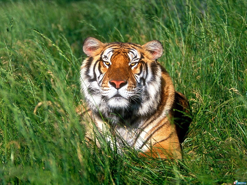 Animals, Grass, Tigers HD wallpaper | Pxfuel
