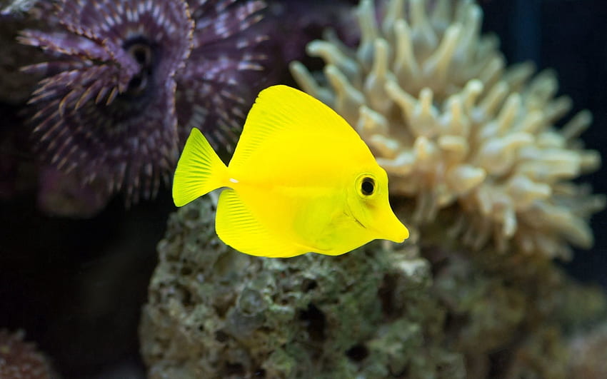 สัตว์โลกใต้น้ำ ปลา สาหร่าย สาหร่ายทะเล วอลล์เปเปอร์ HD