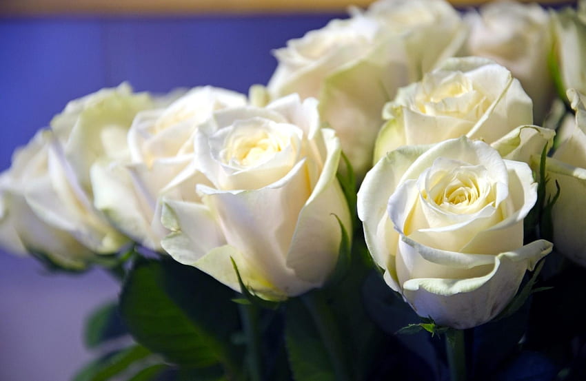 Flowers, Roses, Close-Up, Bouquet, Buds, Snow White HD wallpaper