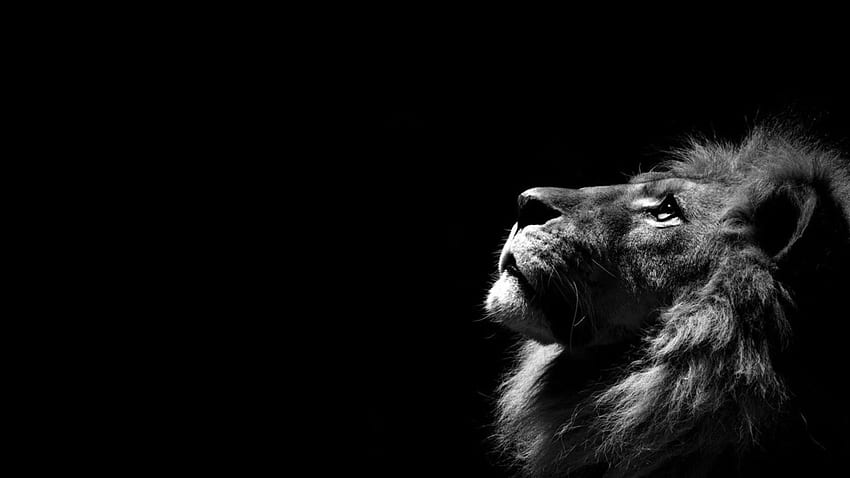 Reality Lion Pics For Pc & Mac, Laptop, Tablet - Lions In Black Background HD wallpaper