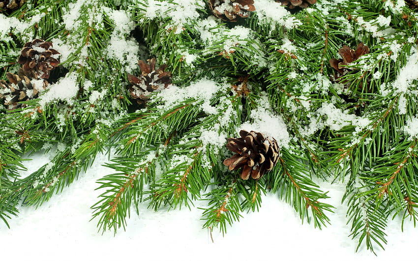 Winter-conifers, Hiver, Cônes, Conifères, Neige Fond d'écran HD