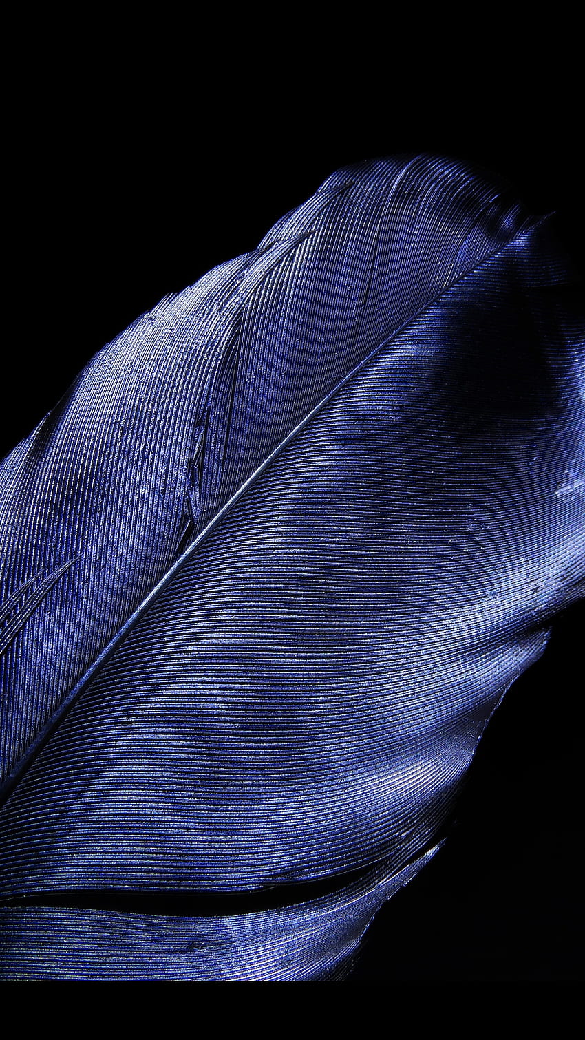 leaf, feather, blue, dark black, Black 2160x3840 HD phone wallpaper