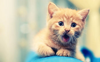 Funny animal backgrounds with captions HD wallpapers | Pxfuel