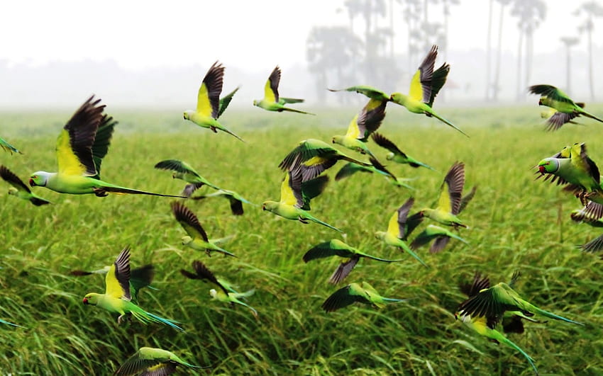장미 고리 앵무새의 일종, 인도 앵무새 HD 월페이퍼