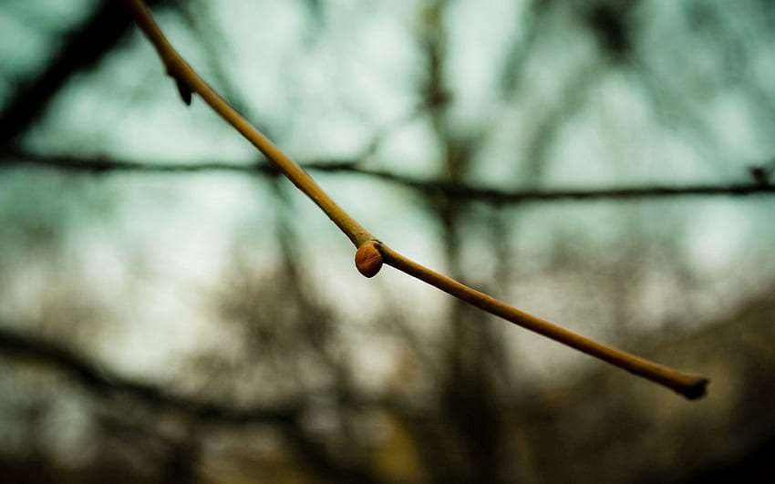 Macro, Branch, Spring, Greased, Smeared HD wallpaper