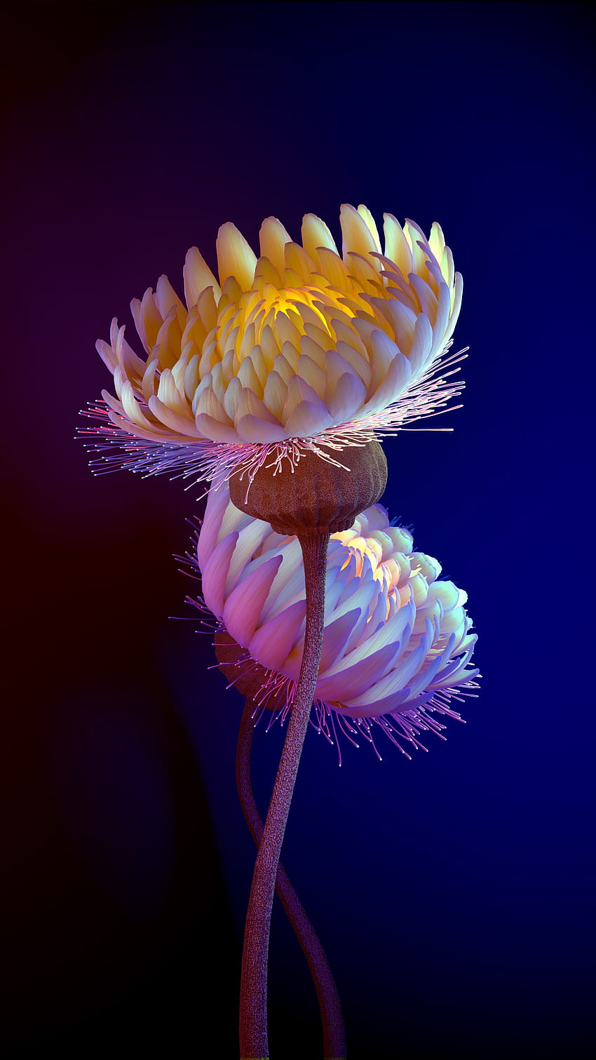 꽃, 강청색, cnidaria HD 전화 배경 화면