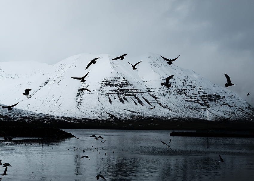 Nature, Birds, Snow, Crows, Mountain, Lake, Glacier HD wallpaper