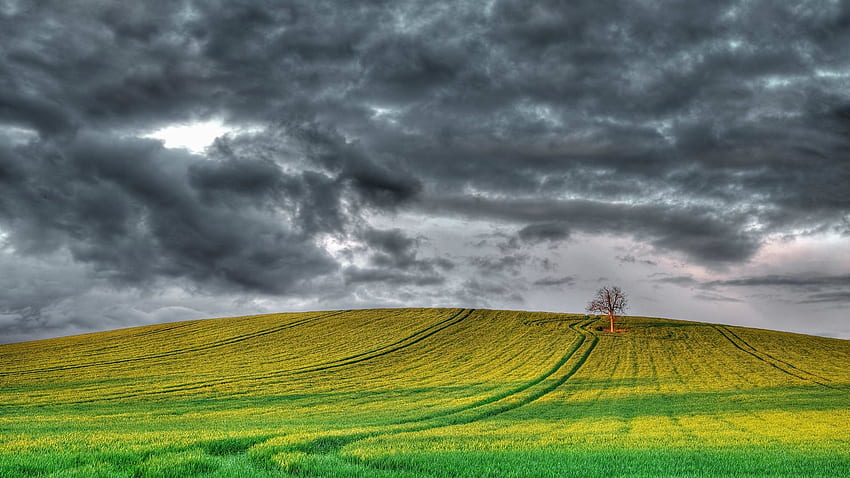 England scenery, fields, tree, cloudy sky HD wallpaper