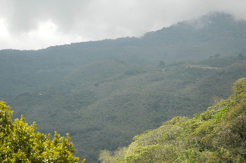 Stock of forest, honduras, honduras mountains, Honduras Landscape HD ...