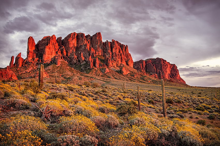 Mountains desert flowers cactus Apache Junction State of Arizona Superstition Mountains | | 647743 | UP HD wallpaper