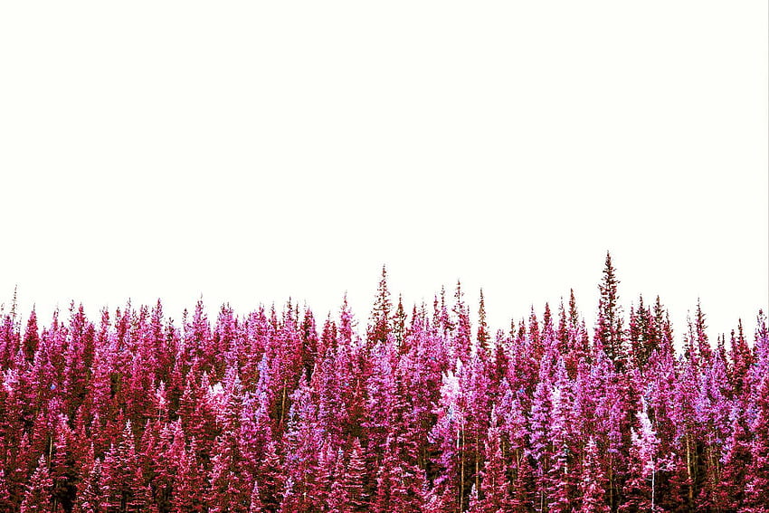 hue pink forest trees aesthetic background, Aesthetic Blue Pink HD wallpaper