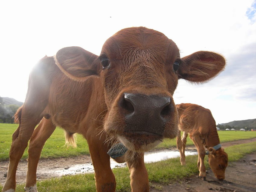 Baby cow. Curious baby cow on a steppe in Mongolia. Baby go HD wallpaper