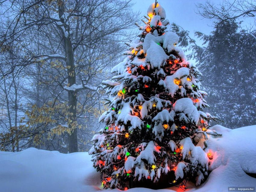 красиво коледно дърво, светлини, сняг, коледа, красива, природа, цветни, гора, дърво HD тапет