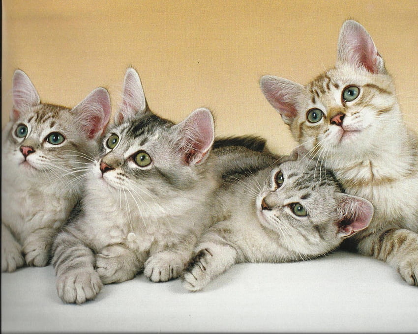 Four Kittens, kitten, cute, paws, four HD wallpaper