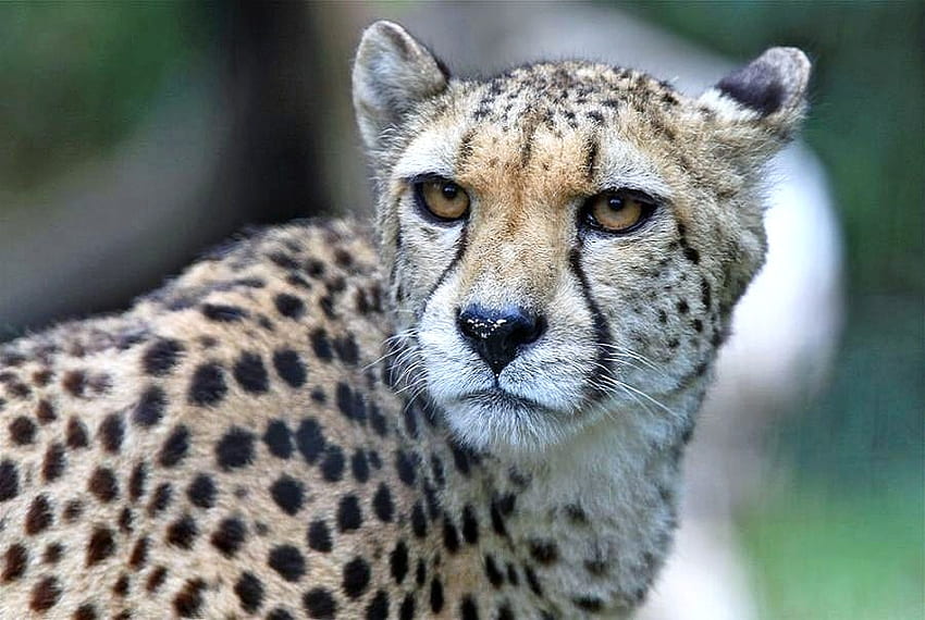 Cheetah, white, hunter, tan, face, spots HD wallpaper