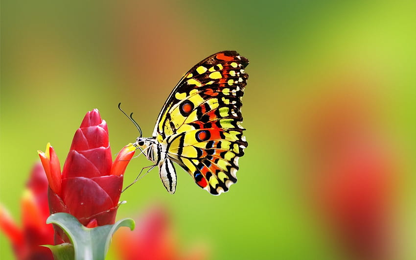 나비, 날개, 자연, 꽃 HD 월페이퍼