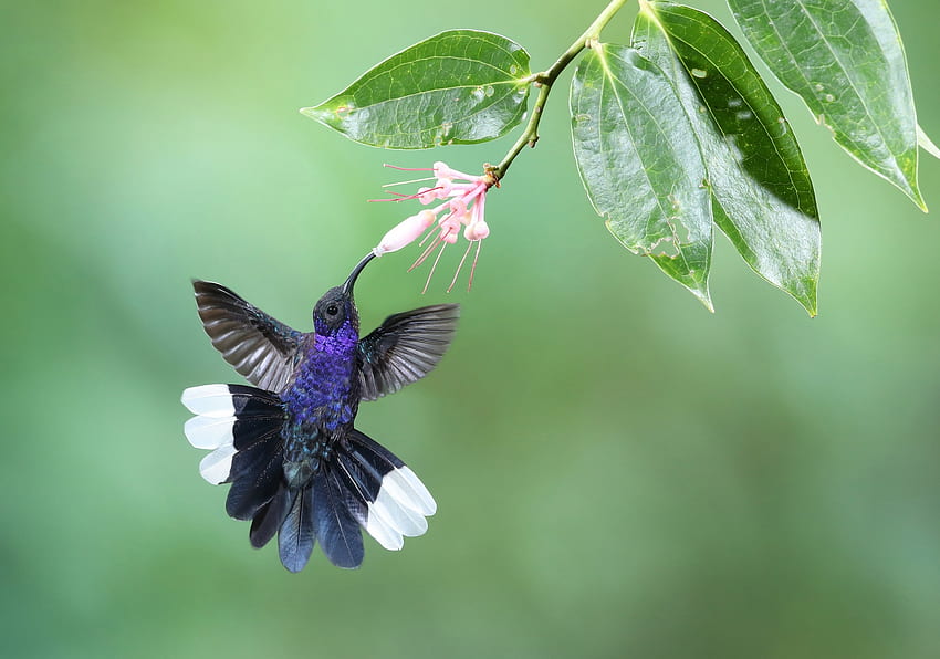 Burung kolibri, sayap, biru, burung, bunga, hijau, clibri Wallpaper HD