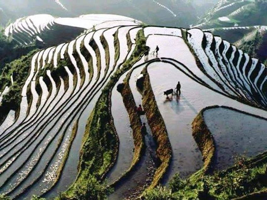 Rice Paddy, appearance, contoured, farming, rice HD wallpaper
