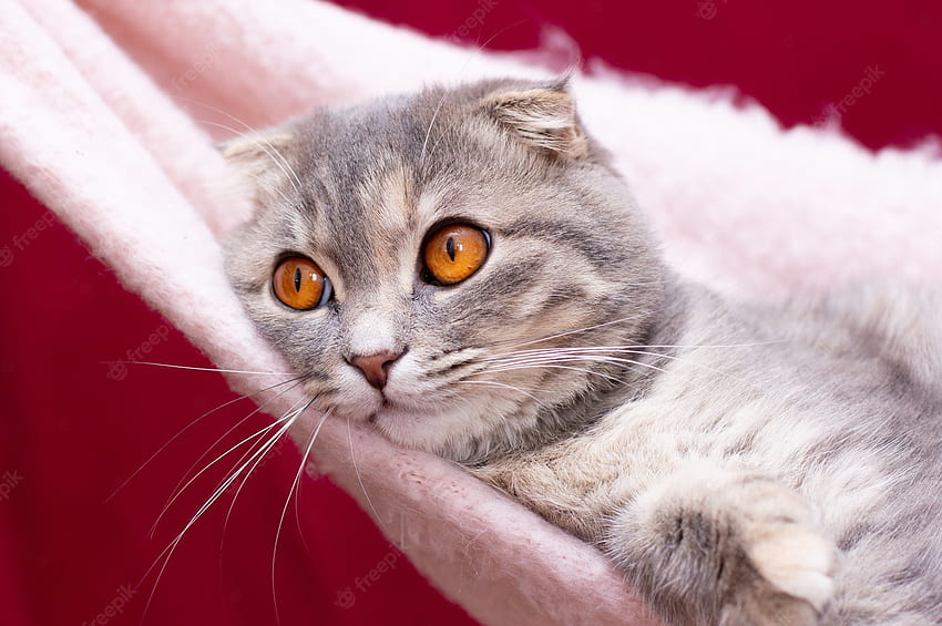 Prêmio . Retrato de gato cinza escocês dobrado. gatinho malhado. grandes olhos amarelos. um fundo bonito para, capa, cartão postal. isolado, close-up. conceito de gatos papel de parede HD