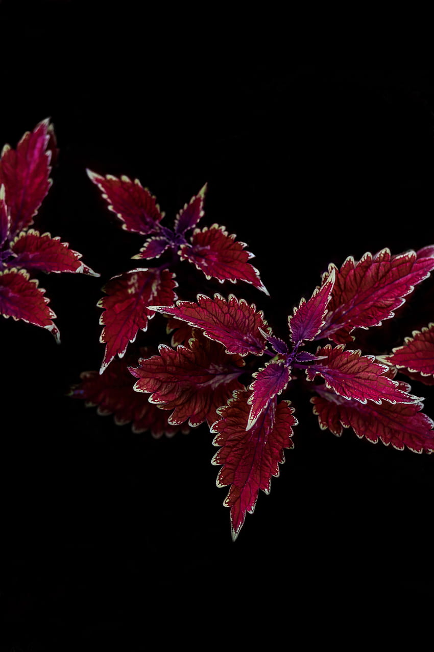 Pflanze, Blätter, Makro, geschnitzt, Kontrast HD-Handy-Hintergrundbild
