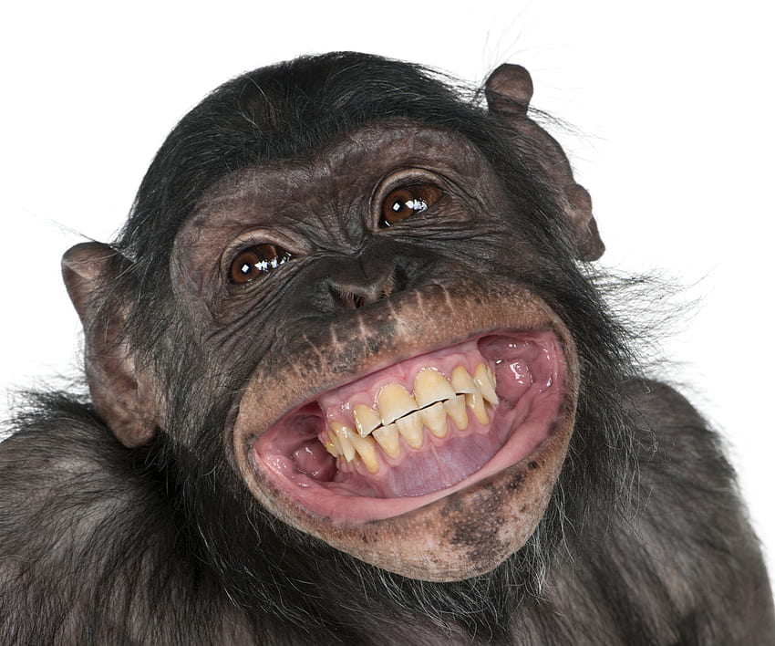 małpa, pysk, zęby, uśmiech, zwierzęta / i mobilne tło, uśmiechnięte zwierzę Tapeta HD