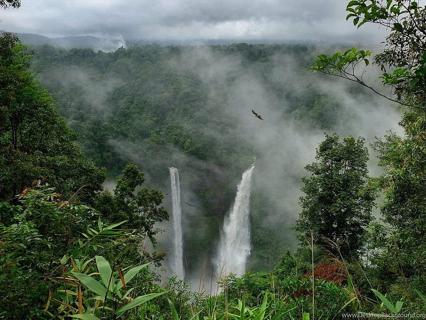 Amazon Forest Natural Rainforest Background, Brazil Rainforest HD wallpaper