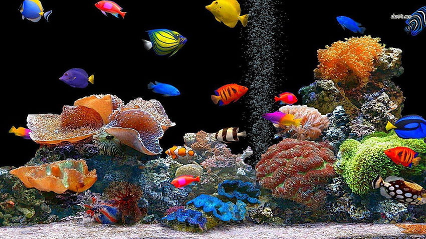 Latar Belakang Ikan. Ikan, Akuarium hidup, Tangki ikan air asin Wallpaper HD