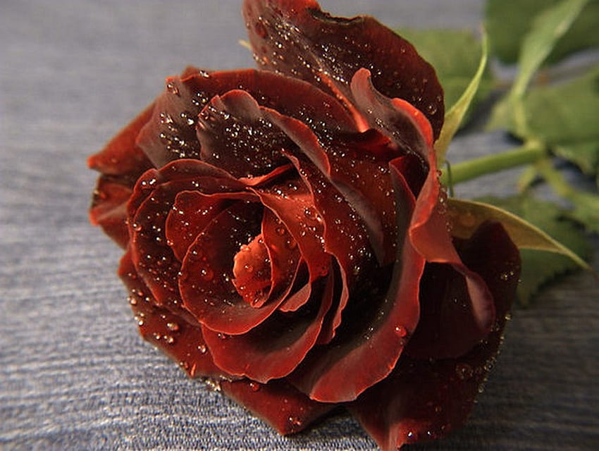 mawar, bunga, merah, tunggal, embun Wallpaper HD