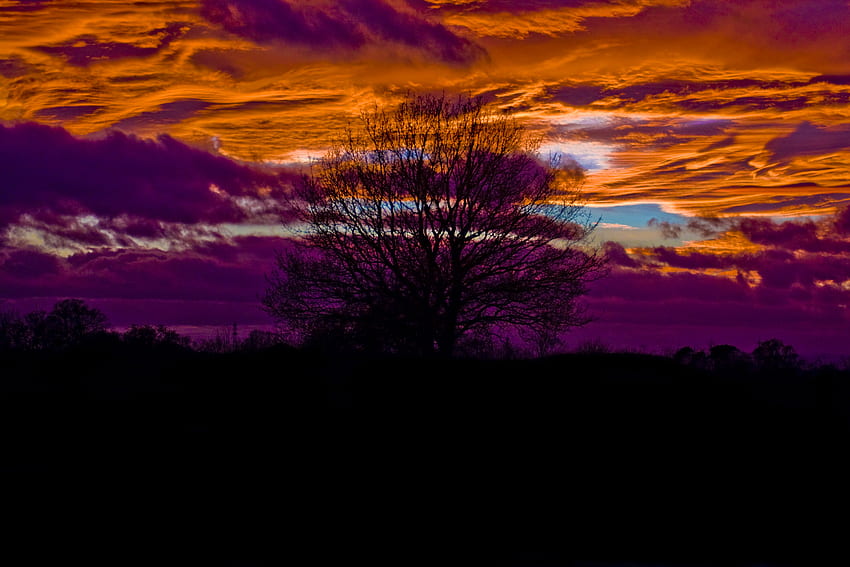 Sonnenuntergang außerhalb von York, lebendig, York, Baum, Sonnenuntergang HD-Hintergrundbild