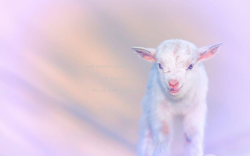 baby goat animal white pink cute HD wallpaper