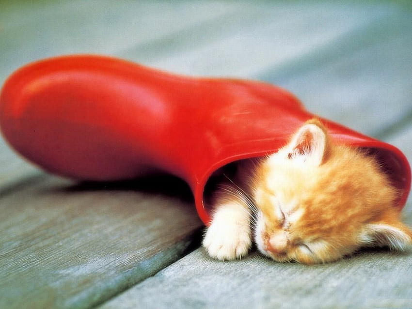 червен ботуш, сладко, коте, легло, сън HD тапет