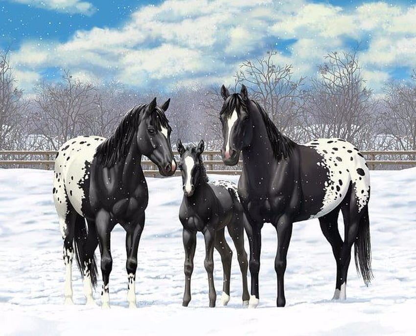 Appaloosa Cavalli, Animali, Inverno, graphy, Cavallo, Appaloosa, Cavalli Sfondo HD