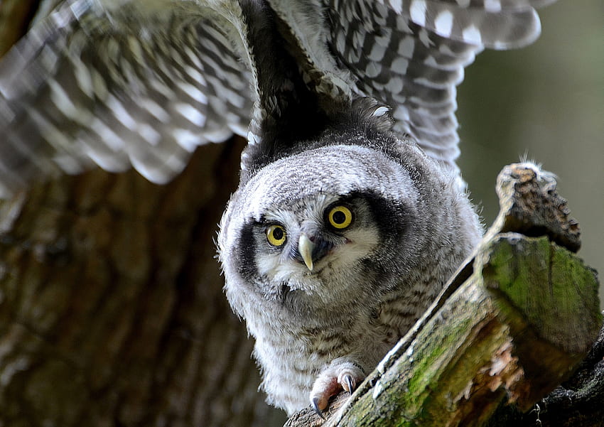 Animals, Owl, Bird, Predator, Sight, Opinion, Hawk Owl HD wallpaper
