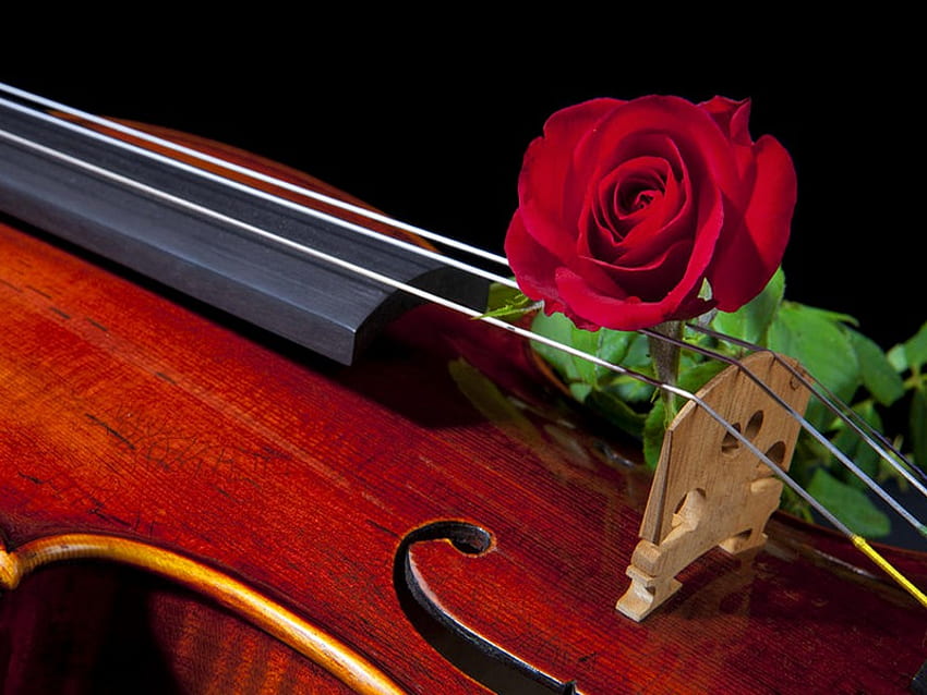 Music for the soul, rose, soul, music, pretty, red, beautiful, violin ...